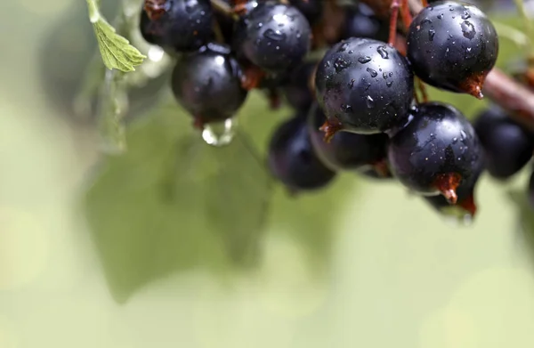 红醋栗的多汁成熟的浆果在灌木丛中 园艺浆果背景 — 图库照片