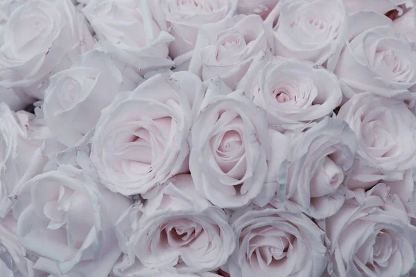 Hermosas Rosas Blancas Frescas Suaves Cerca — Foto de Stock