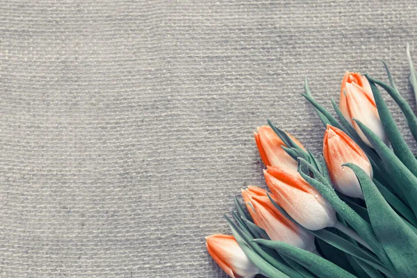 Slavnostní Tulipánová Dekorace Látkovém Pozadí Jarní Přání — Stock fotografie