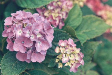 Rhododendron 'un Macro çiçeği. Bahçedeki güzel pembe Azaleas 'ın yakın çekimi..