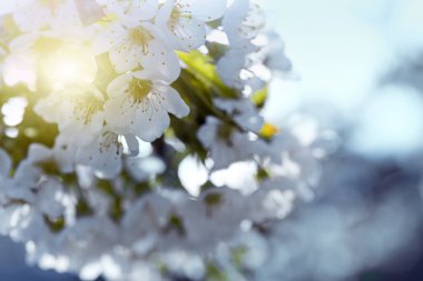 Flowers of the cherry blossoms on a spring day clipart