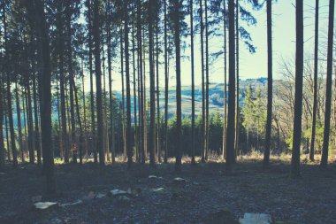 Sabahın erken saatlerinde çam ormanında gün doğumuyla.