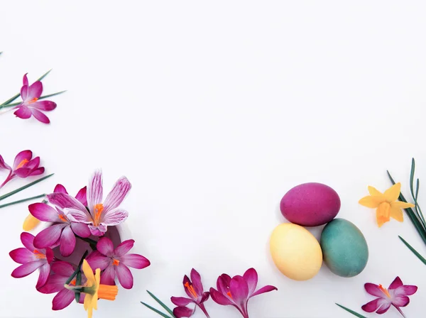Easter Eggs Purple Crocuses Festive Decoration White Background — Stock Photo, Image
