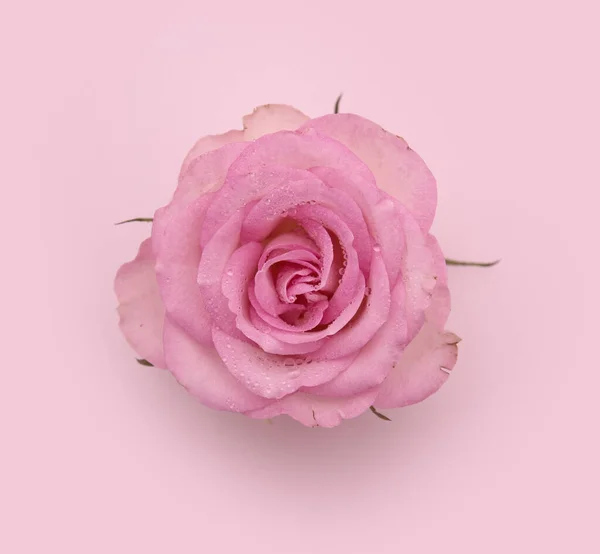 玫瑰和树叶在粉红的背景下被隔离在情人节 — 图库照片