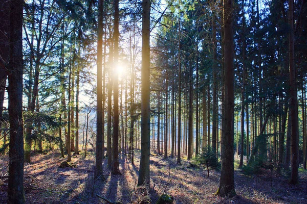 Manhã Cedo Com Nascer Sol Floresta Pinheiros — Fotografia de Stock