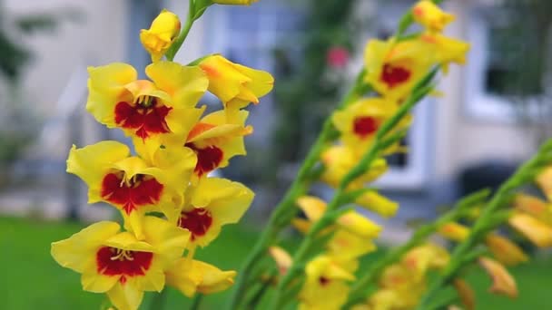 Κίτρινα Και Κόκκινα Άνθη Γλαδιόλα Στον Κήπο — Αρχείο Βίντεο
