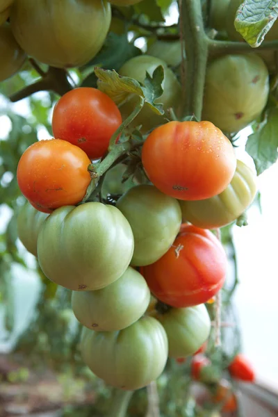 Tomates Jardín Ripe Listos Para Ser Recogidos Invernadero —  Fotos de Stock