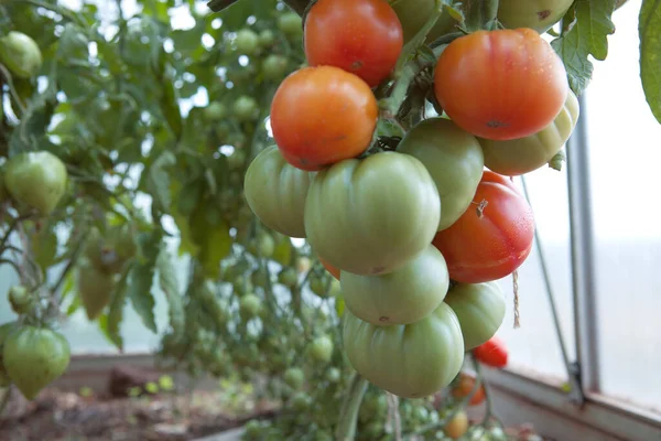 Ripe Trädgård Tomater Redo För Plockning Växthus — Stockfoto