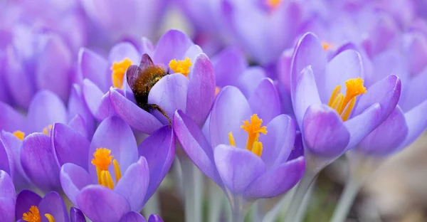春の庭の紫色のクロッカスと蜂 — ストック写真