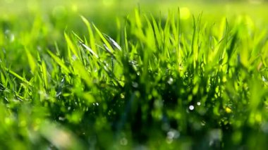 Parlak yeşil çimenler yakın plan.