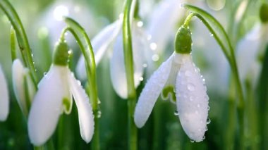 Güneşli bahçede beyaz kardelen çiçekleri. Paskalya arkaplanı.