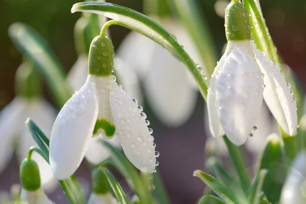 Weiße Schneeglöckchen Blühen Sonnigen Garten Oster Hintergrund — Stockfoto