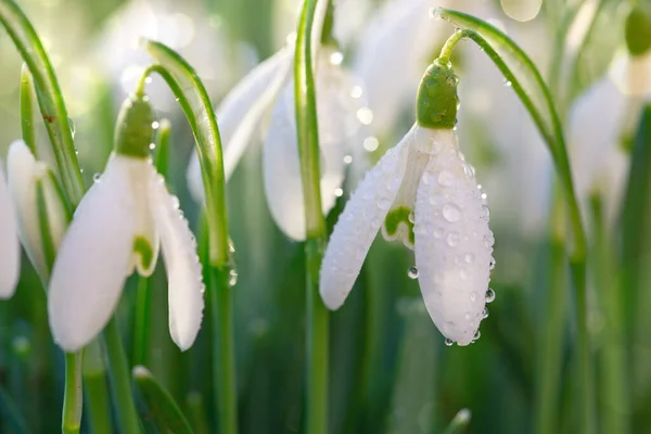 Bílé Sněhové Kapky Květiny Slunné Zahradě Velikonoční Pozadí — Stock fotografie