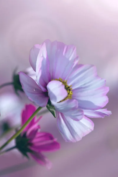 Pink Cosmos Flower Blooming Garden — Stock Photo, Image