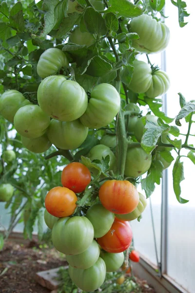 Dojrzałe Pomidory Ogrodowe Gotowe Zbierania Szklarni — Zdjęcie stockowe