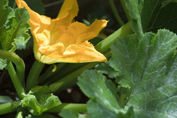 Kvetoucí Cuketa Slunečný Den Jaře — Stock fotografie