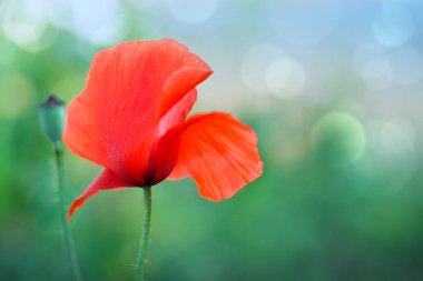 Blooming red poppy on a green background macro photography on a summer day.