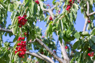 Branch of ripe cherries on a tree in summer garden