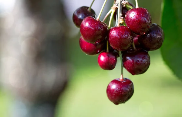 Cseresznyefa Érett Nagy Gyümölcsökkel — Stock Fotó