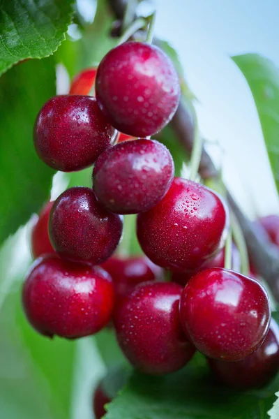 Branch Ripe Cherries Tree Summer Garden — Fotografia de Stock
