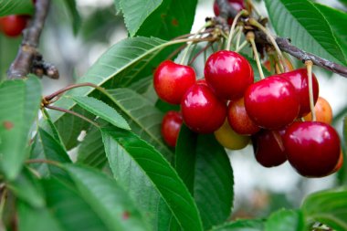 Branch of ripe cherries on a tree in summer garden