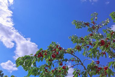 Branch of ripe cherries on a tree in summer garden