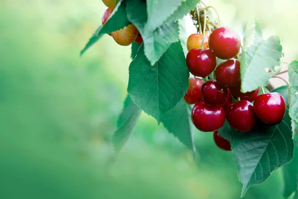 Zweig Reifer Kirschen Auf Einem Baum Sommergarten — Stockfoto