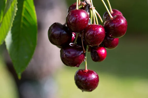 Cseresznyefa Érett Nagy Gyümölcsökkel — Stock Fotó