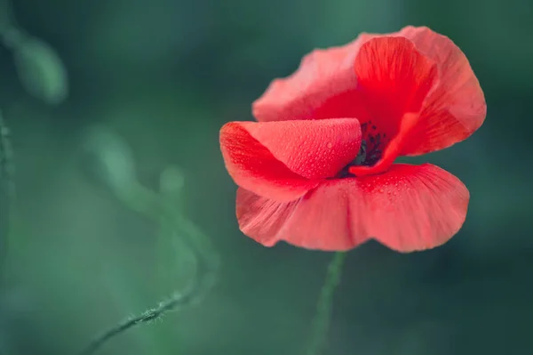Blooming Red Poppy Green Background Macro Photography Summer Day — 图库照片