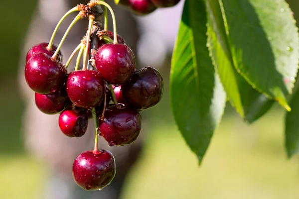 Kersenboom Tak Met Rijp Groot Fruit — Stockfoto