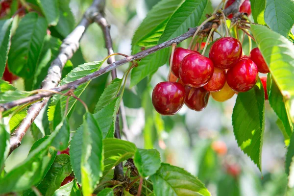 Branch Ripe Cherries Tree Summer Garden — 스톡 사진