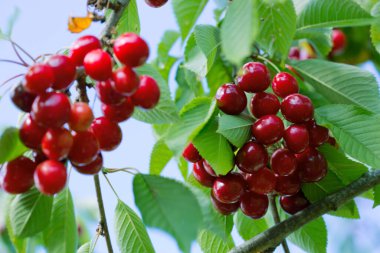 Branch of ripe cherries on a tree in summer garden
