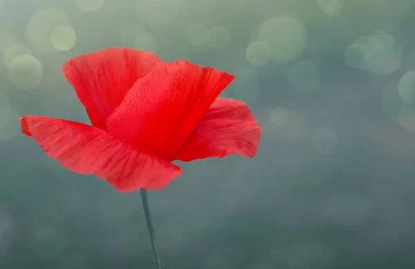 Blooming Red Poppy Green Background Macro Photography Summer Day — Φωτογραφία Αρχείου