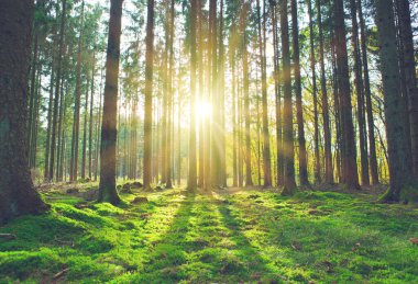 Beautiful forest background with sun rays.