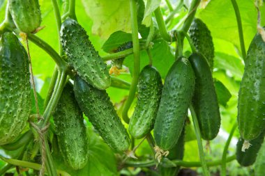 Salatalıklar bahçedeki sarmaşıklarda asılı.