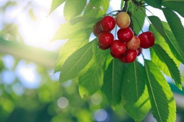 Branch of ripe cherries on a tree in summer garden