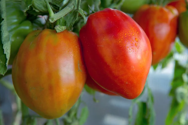 Tomates Frescos Rojos Cosecha Propia Jardín —  Fotos de Stock