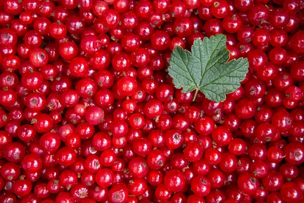 Red Currant Berries Viewed — Stock Photo, Image