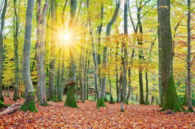 Beautiful autumn forest background with sun rays.