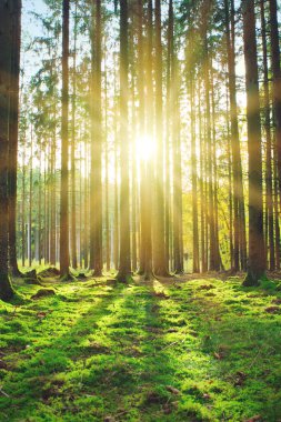 Beautiful forest background with sun rays.