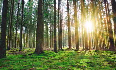Beautiful forest background with sun rays.