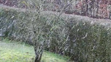 Kış bahçesinde kar fırtınası. Kış arkaplanı.