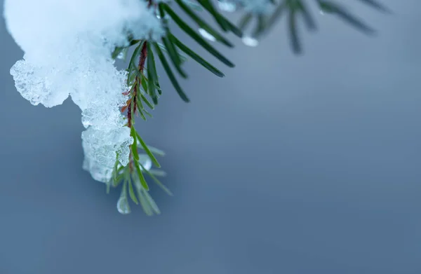 Snow Covered Fir Tree Branch Isolated Gray — Stock Photo, Image