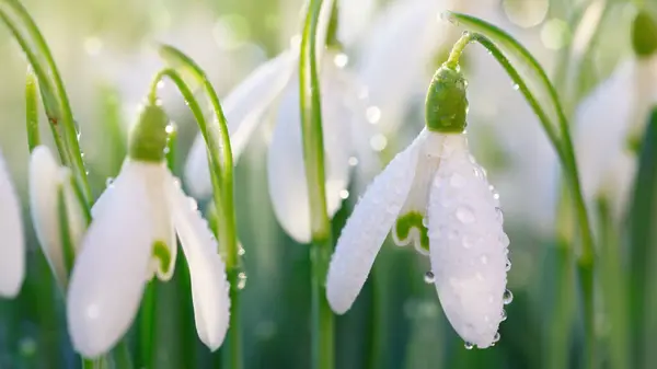 Weiße Schneeglöckchen Blühen Sonnigen Garten Oster Hintergrund — Stockfoto