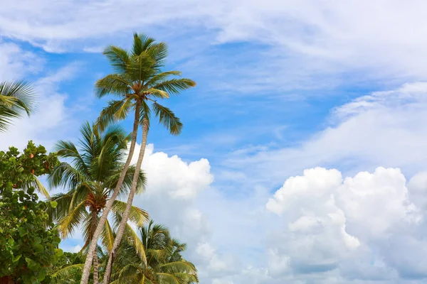 Palmiers Tropicaux Avec Fond Bleu Ciel — Photo