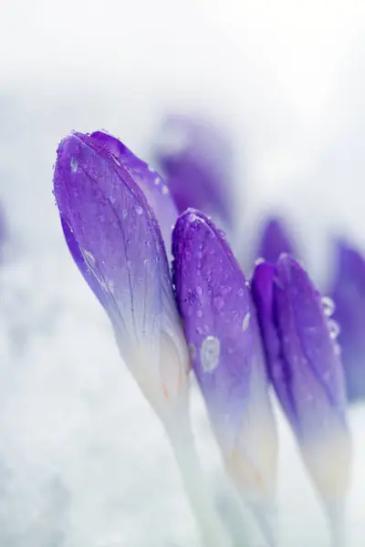 Purple crocuses in the snow .