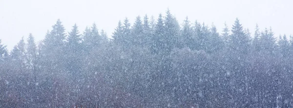 Witte Bomen Het Bos Bedekt Met Sneeuw Sneeuw Natuur Buiten — Stockfoto