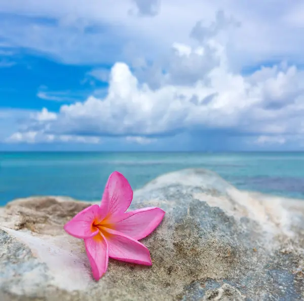 Plumeria Arco Íris Rosa Flor Dia Ensolarado Caribe — Fotografia de Stock