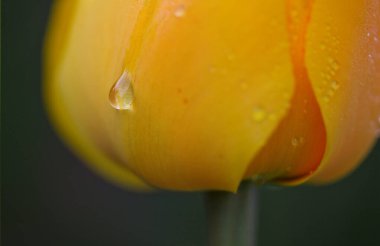 Bahçedeki sarı lale. Doğa arkaplanı.