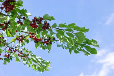 Branch of ripe cherries on a tree in summer garden